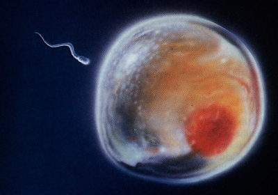 Egg and sperm