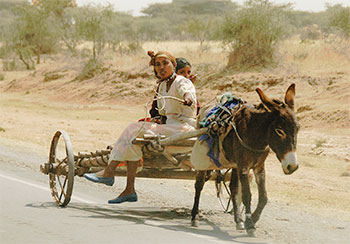 donkey cart