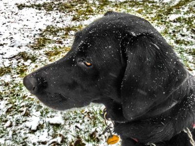 Buddy the Dog in a snowstorm
