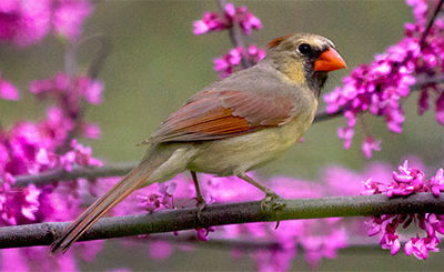 bird in redbud tree