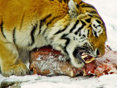 tiger eating meat