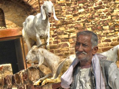 man with goats