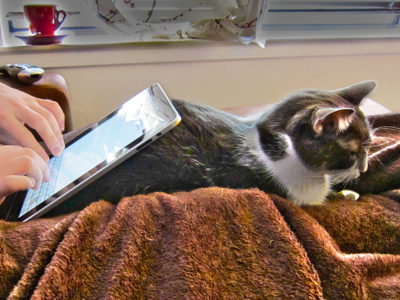 Typing on an iPad with a cat.