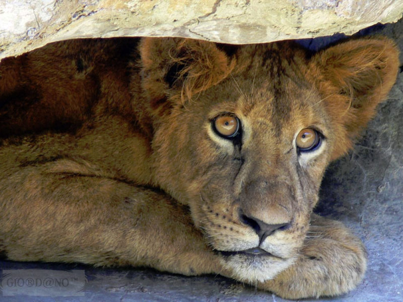 lion at rest