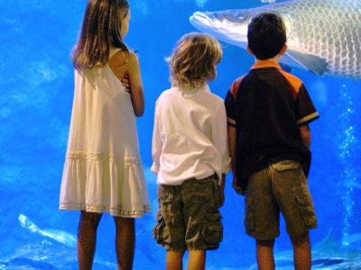 Children watching fish in large aquarium