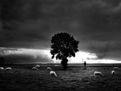 shepherd in the field