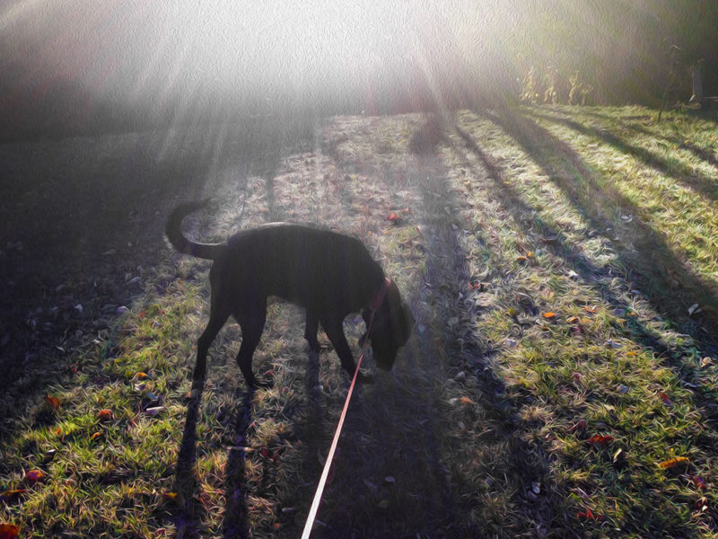 Dog in the morning sunlight