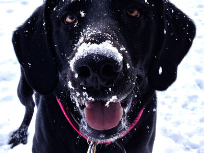 Labrador Retrieve in the snow