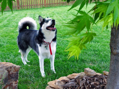 Siberian Husky named Juneau looking up in a tree