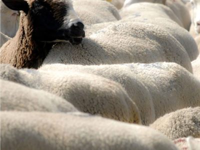 Photo of brown-headed sheep among white sheep