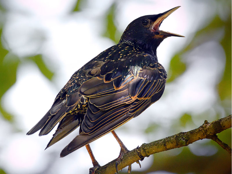 Photo of Starling with mouth open.