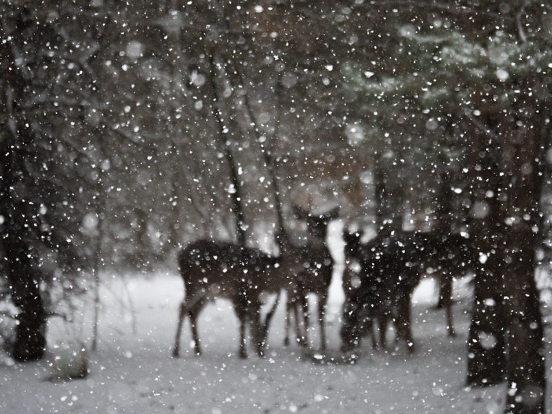 deer in snowstorm