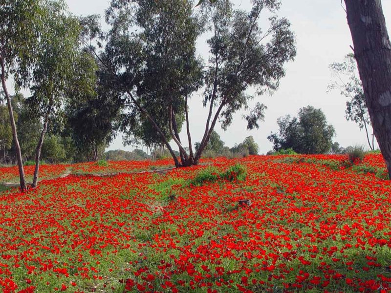 red flowers in Negev