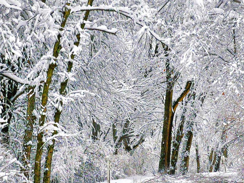 winter scene in woods