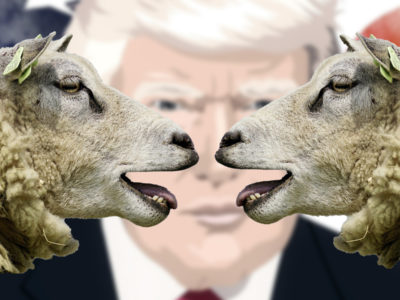 sheep talking about Trump